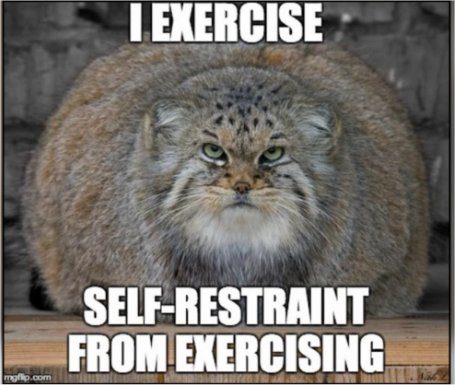 caturday exercise majorgeeks.jpg